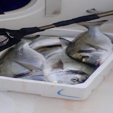 Appartement Nina & Kate Ston